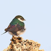 Violet-green Swallow